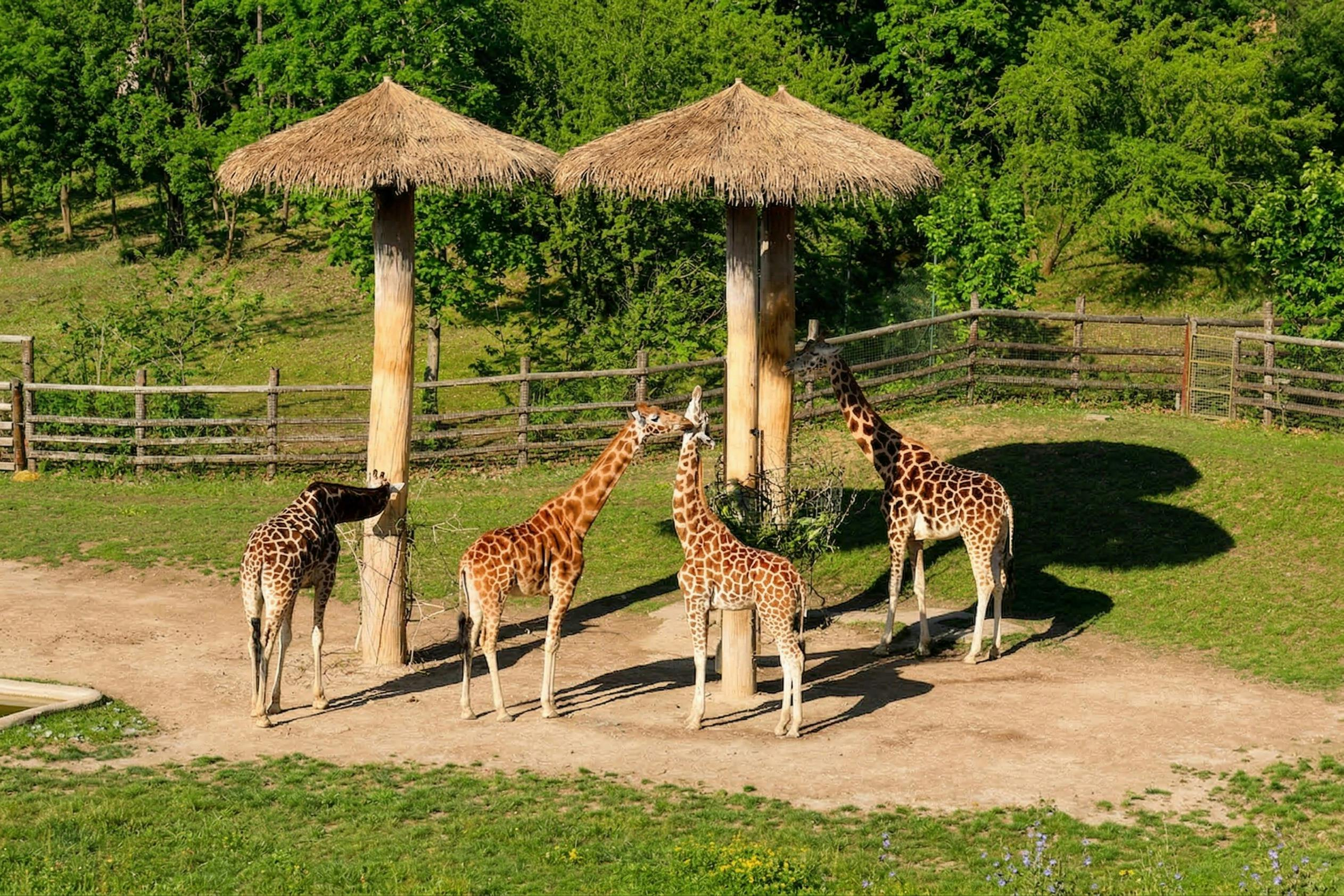 Prague Zoo: Entry Ticket + Audio Guide - Photo 1 of 8